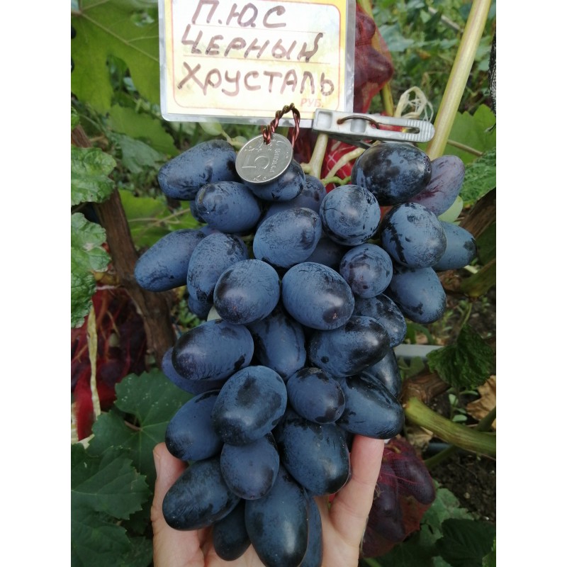 Купить саженцы винограда в Крыму сорт к.��. Чёрный хрусталь